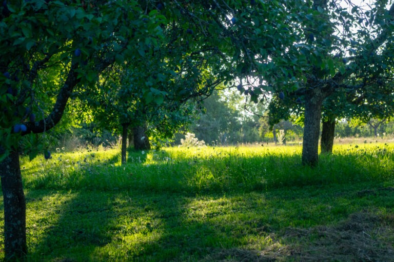 Gesunde Natur – gesundes Leben