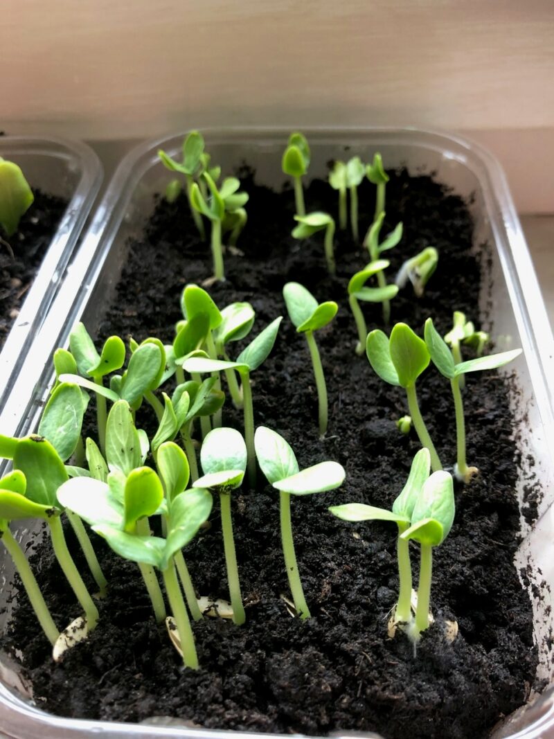 Gurken & Zucchini - Setzlinge für den Pflänzlesmarkt